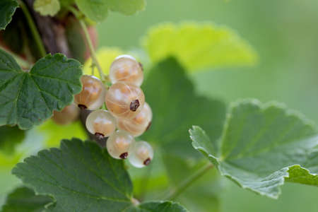 Bunch with part of yellow currant berries on branch with leaves on blurred natural green background.