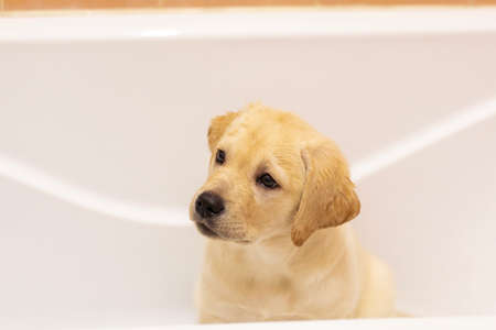 labrador retriever puppy sitting in bathtub waiting to be washed.の写真素材