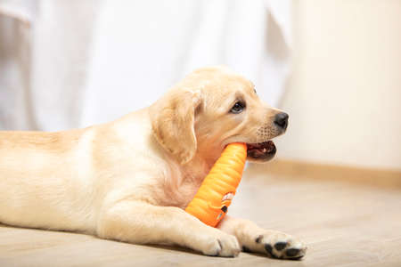 Golden retriever dog puppy playing with toy at home in the living room