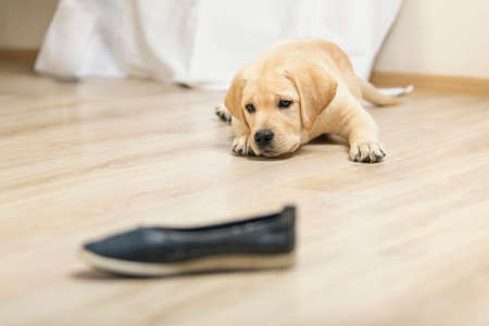 Labrador puppy playing with shoes on wooden floor.の写真素材