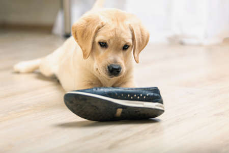 Labrador retriever with shoe in his mouth.の写真素材
