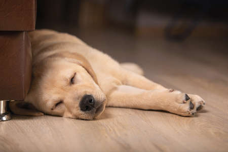 Close up view of cute golden labrador retriever dog sleeping on floor indoors on blurred background....