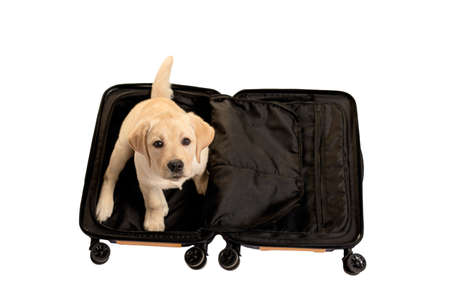 Cute labrador puppy sitting inside suitcase isolated on white background. ready to travel. Traveling mood.の写真素材