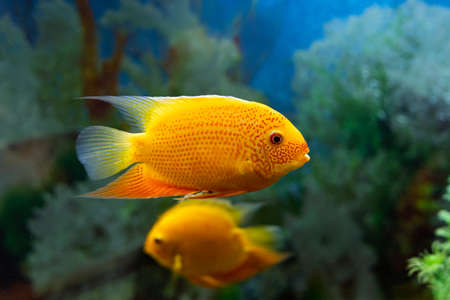 Heros severus or Cichlasoma severum Red perl in aquarium on blurred background. Underwater image of tropical fishの写真素材