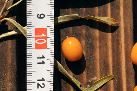 Close-up of large ripe orange sea buckthorn berry near ruler showing its huge size on wooden surface...