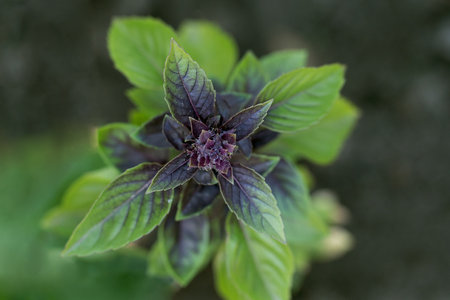 Ocimum basilicum purpurescens, purple basil in garden. Top view, selective focus