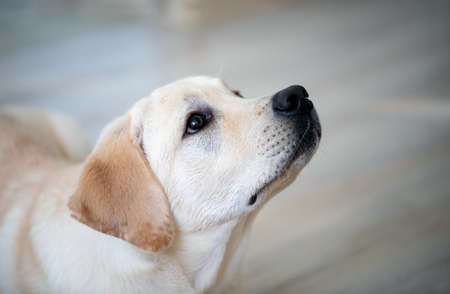 Head portrait of cute Labrador Retriever dog sitting on floor on home blur background. waiting for commandの写真素材