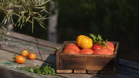 Tomatoes in street market. Organic tomato box stock pictures. Harvest tomatoes in wooden boxの写真素材