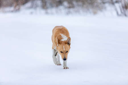 Sad homeless dog wandering in street during lonely cold winter morning. Anger and hunger in his eyes.の写真素材