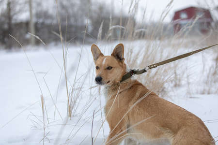 Thoughtful dog on winter day. Beautiful nature, sparkling snow around. Forest in background.の写真素材