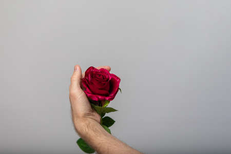 Red rose flower in man hand. congratulatory background with copy space in Valentine day, wedding or romantic Love conceptの写真素材