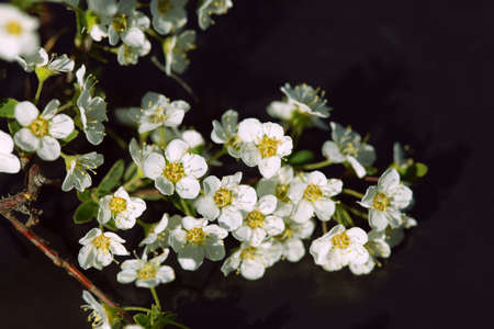 Tree branches with white flowers in blossom at spring season on black backgroundの写真素材