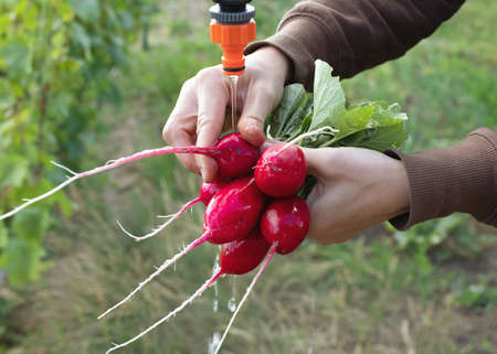 Cropped image of woman washing fresh radish with water from tap on agriculture fieldの写真素材