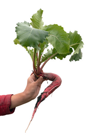 Fresh organic crooked, deformed radish with green leaves in female hand isolated on white background