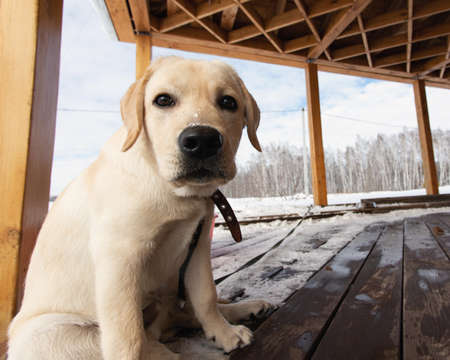 Young labrador puppy in collar sits on snow-covered terrace and waiting his owner. Dog walks in fresh air in winter.の写真素材