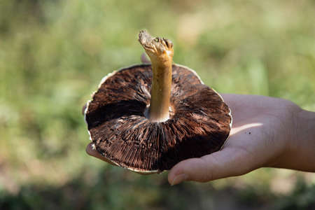 woman collecting mushroom somewhere in countryside, forest. Sun is shining on warm autumn day.