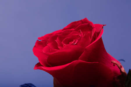 blooming bud of red roseon blue background, close up, macro viewの写真素材