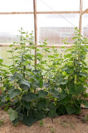 Green cucumber on twig in farm greenhouse, selective focus. Growing organic harvestの写真素材