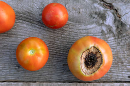 Sick tomato fruit affected by vertex rot disease near ripe red tomatoesの写真素材
