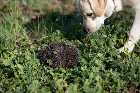 Dog sniffs hedgehog curled into ball in parkの写真素材