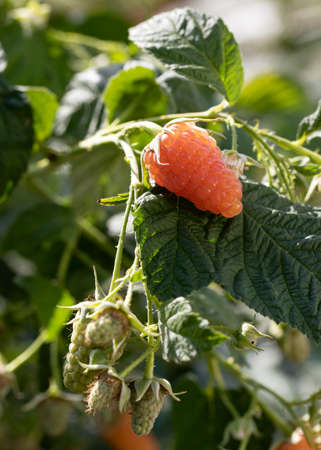 branch with ripe and unripe raspberries in fruit garden on blur green background. summer ripening...
