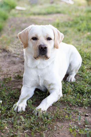 amazing portrait of adult labrador retriever dog in grass.の写真素材