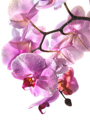 Flowers of pink orchid on a white background with drops of water. Isolateの写真素材