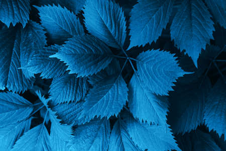 Deciduous background of muted blue color in the garden on the wall. Front viewの写真素材