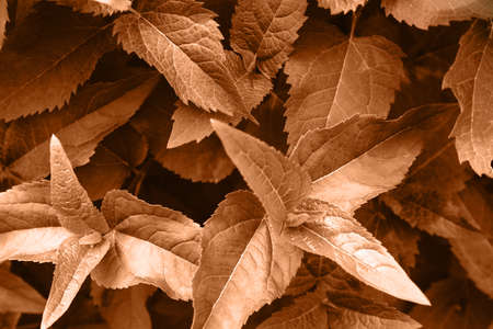 Background of terracotta leaves in the garden. Front view