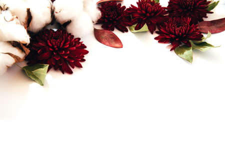 Composition of flowers. Patern of red chrysanthemums and cotton flowers with eucalyptus leaves on white background. Flat layの写真素材