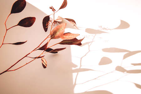 A branch of red eucalyptus on a light background with shadows. Flat layの写真素材