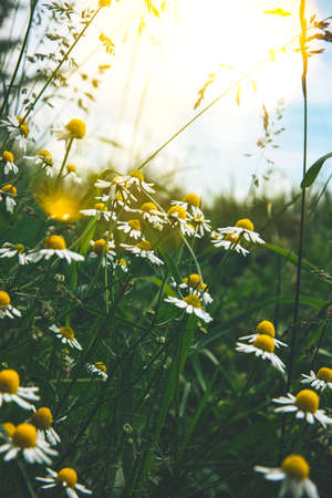 Wild chamomile flowers in a field close-up on a sunny day. Natural backgroundの写真素材