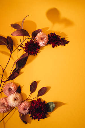 Composition of flowers. Patern of chrysanthemums and a branch of eucalyptus on yellow background. Flat lay.の写真素材