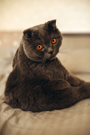 British shorthaired gray cat sits on the bed. Portrait of a beautiful gray catの写真素材
