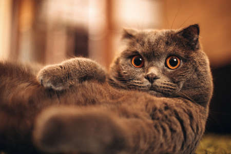 British shorthaired gray cat lies on the floor. Portrait of a beautiful gray catの写真素材