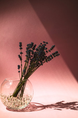 A bouquet of lavender in a glass round vase on a pink background. Lavender sprigs with a shadow. Front viewの写真素材