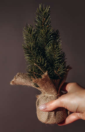 Small decorative Christmas tree in the hand of a girl. Christmas tree on gray backgroundの写真素材
