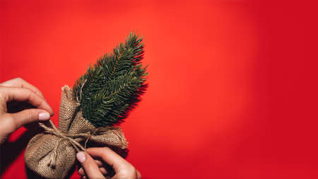 Christmas background, banner. Small decorative Christmas tree in a bag in female hands on a red background.の写真素材
