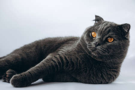 British shorthair cat with brown eyes lies on a white background. Gray cat portraitの写真素材