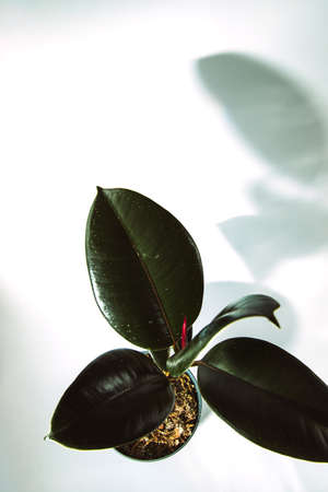 Ficus with big leaves, houseplant on white background with shadow. Flat lay