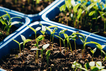 Seedlings of pepper on a sunny day. Pepper sprouts grown from seed