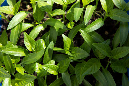 Pepper seedling close-up, flat lay. Juicy young pepper sproutsの写真素材