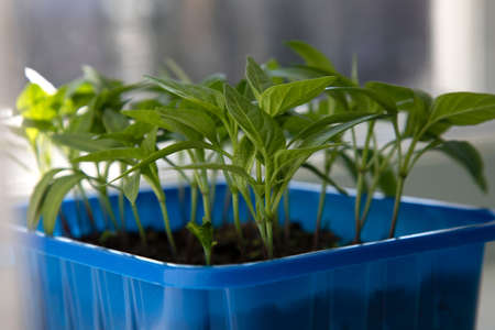Gardening concept. Green sprouts of seedlings grown from seeds. Front viewの写真素材