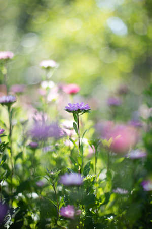 Background with blurry aster flowers on a sunny summer day. Front viewの写真素材