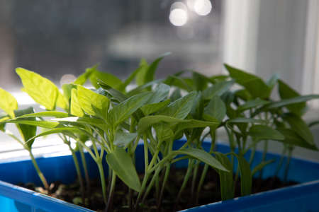 Gardening concept. Green sprouts of seedlings grown from seeds. Seedlings of pepper in a pot with soilの写真素材