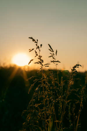 Grass stalks in a field at sunset. Beautiful natural backgroundの写真素材