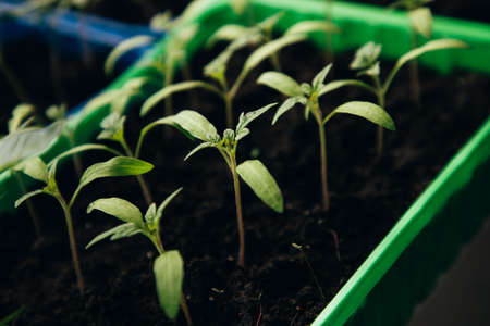 Green tomato seedlings on the balcony. Gardening concept. Growing on a windowsillの写真素材