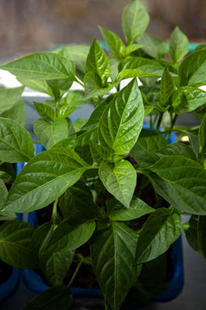 Gardening concept. Green sprouts of seedlings grown from seeds. Seedlings of pepper in a pot with soilの写真素材