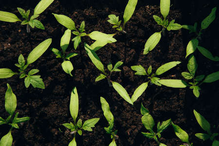 Green tomato seedlings on the balcony. Gardening concept. Flat layの写真素材