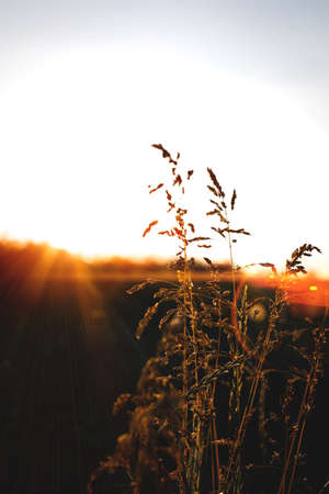 Grass stalks in a field at sunset. Beautiful natural backgroundの写真素材